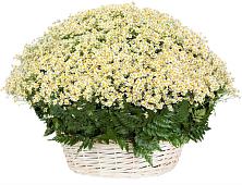 Цветочная композиция из Ромашки в корзине #REPLACE_PRED# Осеево